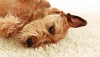 Removing Pet Odors From Carpet Is Easy With These Cleaning Tips